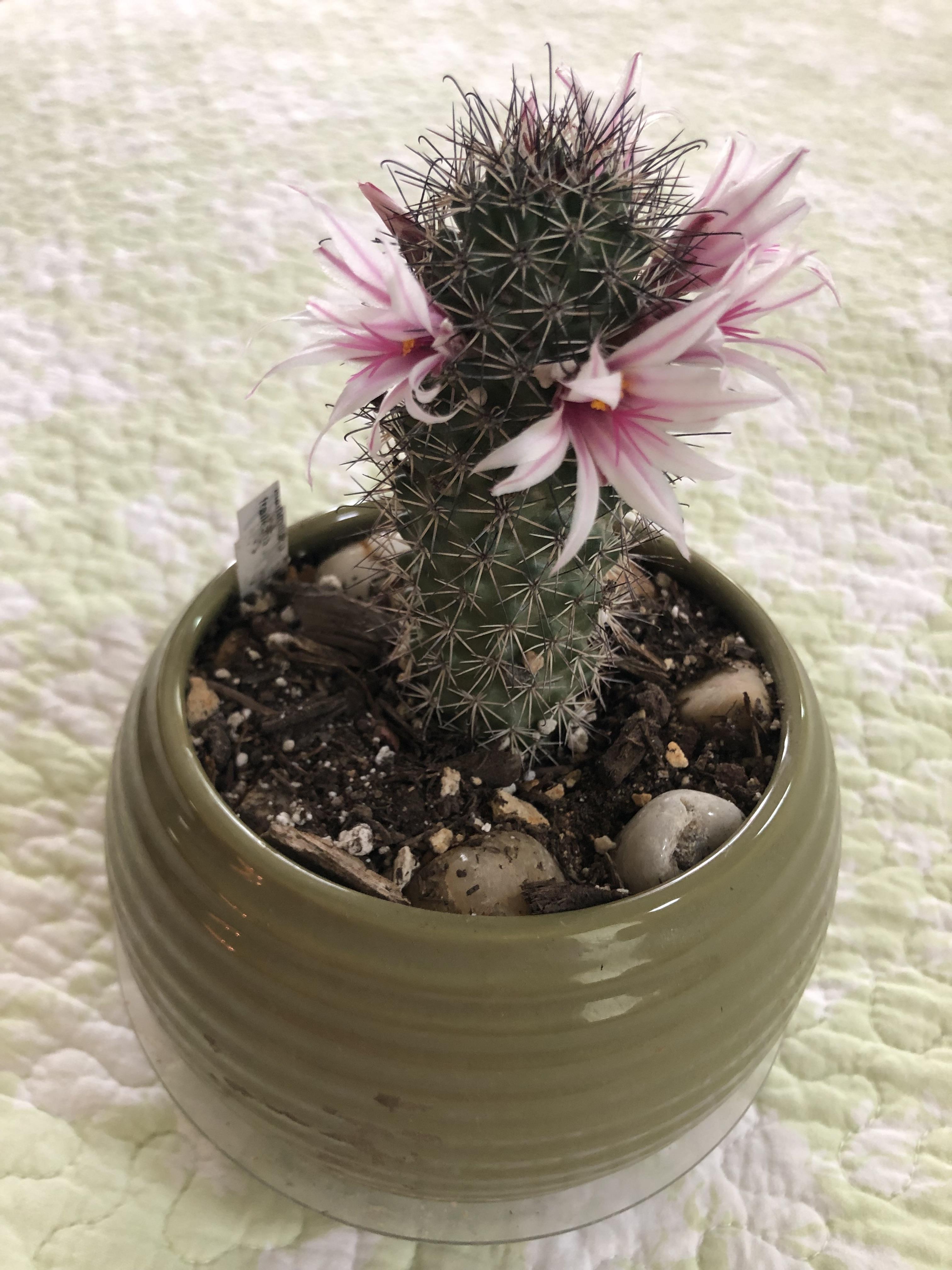 Mammillaria fraileana [large] | Mountain Crest Gardens