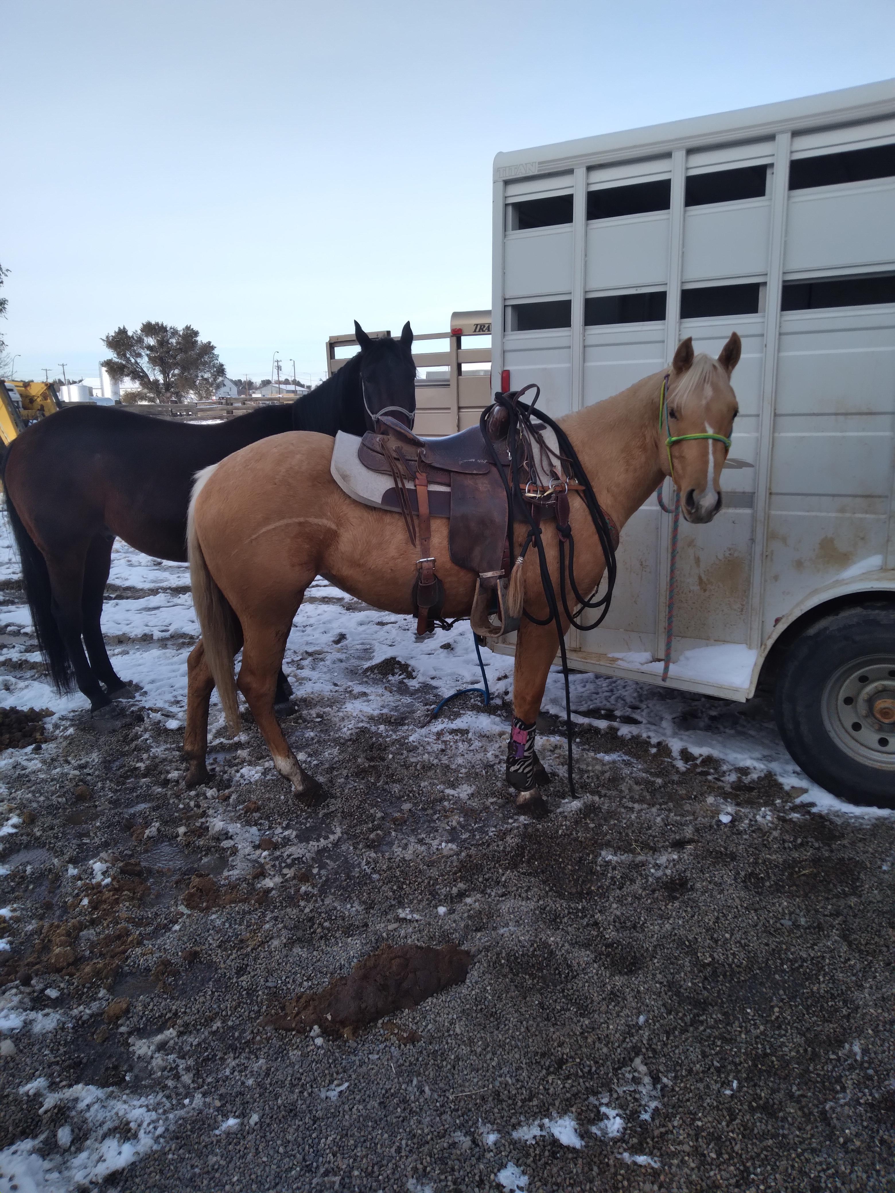Best Saddle Pads For Trail Riding (And Happy Horses)