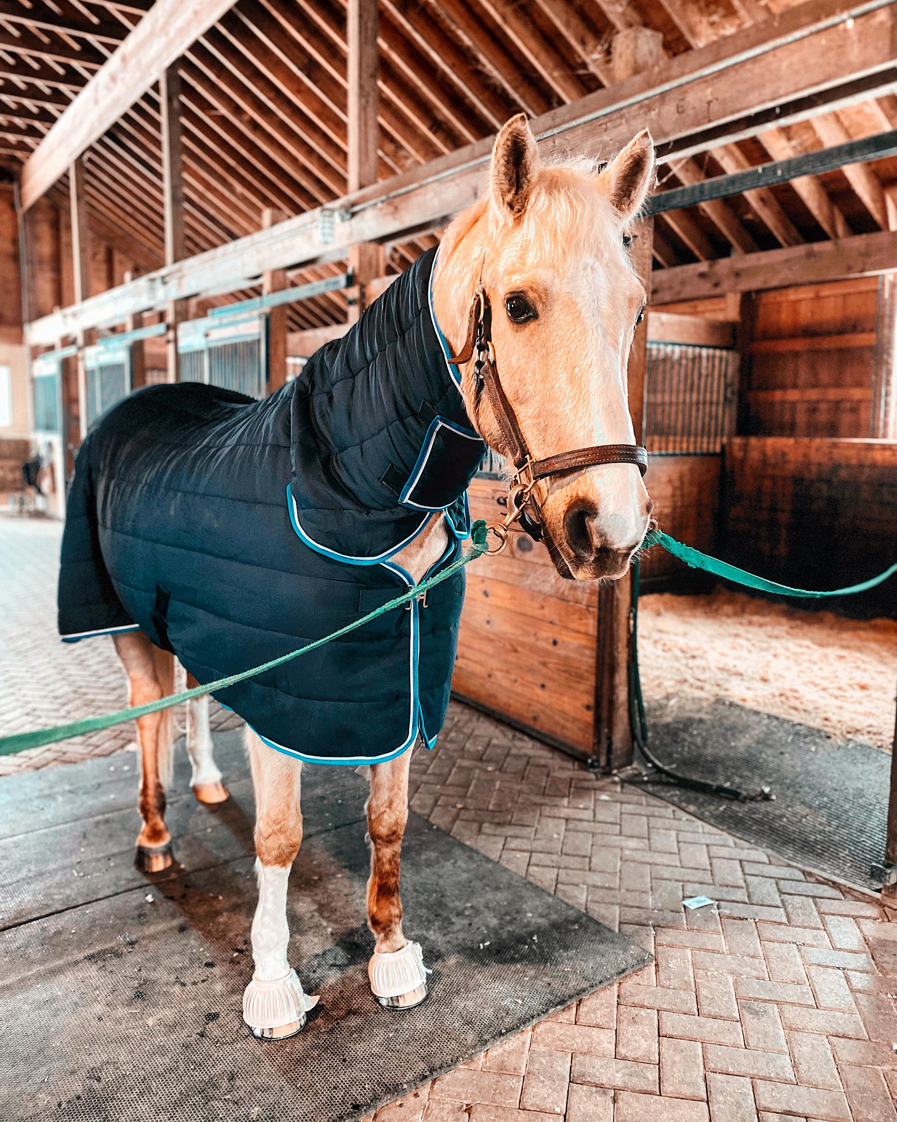 HORZE Glasgow Combo Anti-Slip Indoor Stable Horse Blanket with Attached Neck Cover 150g Fill 